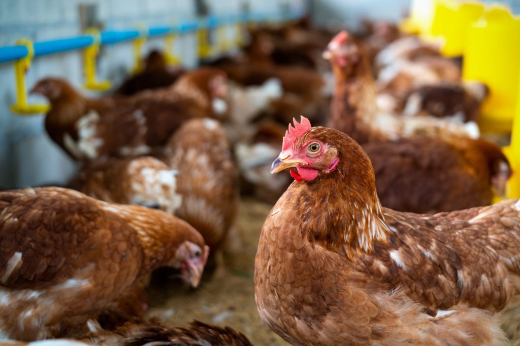 Photo of Birds
How to Start Poultry Farming the Right Way 