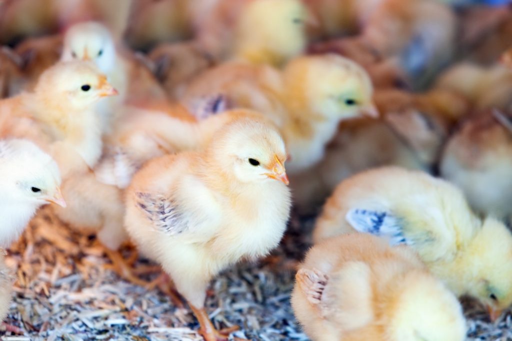 Photo of Chick 
How to Start Poultry Farming the Right Way 