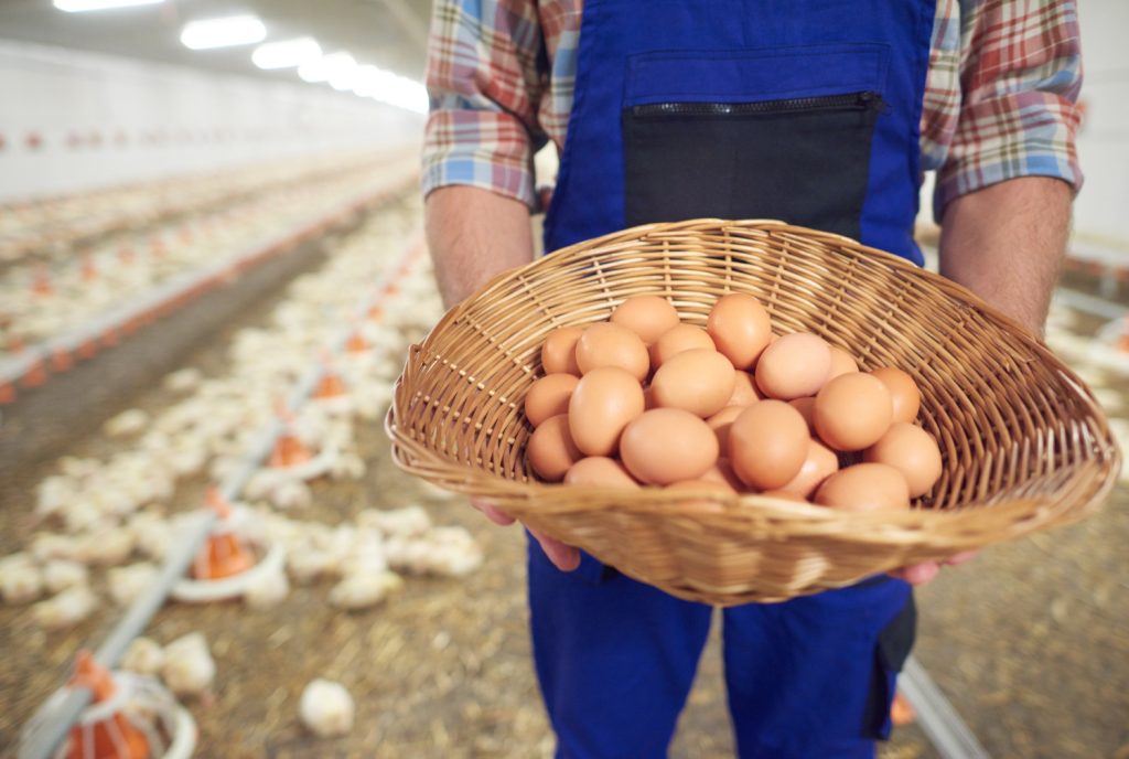 Photo of Eggs
How to Start Poultry Farming the Right Way 